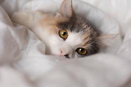 Sì, il tuo gatto riconosce il tuo odore