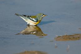 Parula delle mangrovie, l’uccello delle Galapagos che cambia il suo canto per il rumore urbano