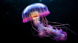 Meduse cyborg: la nuova frontiera dell'esplorazione oceanica