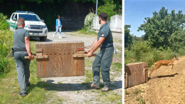 Salvata e liberata la capriola rimasta intrappolata negli orti urbani di Moncalieri