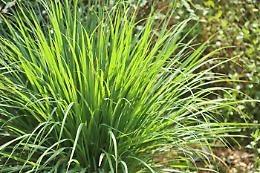 Addio zanzare: la pianta che profuma il giardino e tiene lontani gli insetti (senza usare spray)