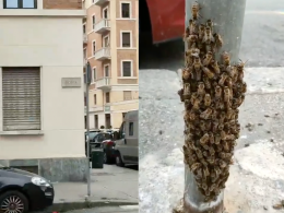 Nido d’api nel palo in Via Rosta: attenzione alla segnalazione