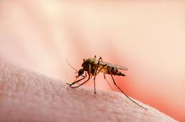 Allarme zanzare: Dengue e West Nile in aumento, la Società Italiana di Igiene chiede misure urgenti