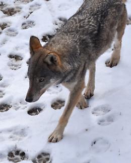 Alla scoperta del lupo: un'escursione notturna tra natura e consapevolezza