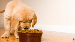 I cani e i numeri: come i nostri amici a quattro zampe comprendono le quantità