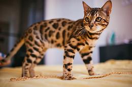 Leopardati e glitterati: ecco i gatti che tutti desiderano