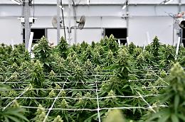 Decreto Sicurezza: stop quasi totale alla cannabis light, cosa cambia davvero