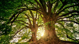 Alberi monumentali d’Italia: 95 nuovi ingressi nel 2025, due dal Piemonte