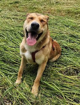 Ascot, un cane dal cuore enorme: "vorrebbe" vivere a Torino