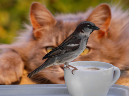 Per quale motivo il gatto insegue gli uccellini?


