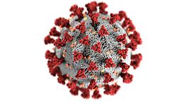 Scoperti 230 nuovi virus giganti: potrebbero influenzare le fioriture algali nei mari
