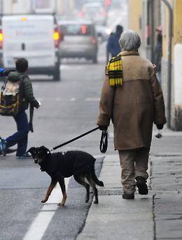 Vietato portare a spasso i cani, l'Iran estende il divieto in 18 città