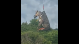 Ed, la zebra in fuga che ha volato sopra il Tennessee: una settimana di libertà e un finale spettacolare