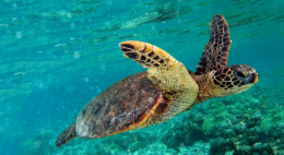 Mediterraneo sotto scacco: WWF e partner uniscono le forze per salvare tartarughe e foche monache