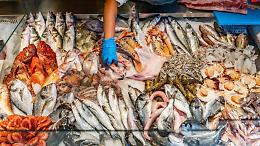 L'Italia è tra i maggiori importatori di carne di squalo: un allarme per gli oceani