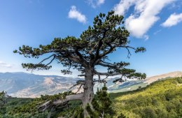 L’albero più antico d’Italia vive ancora: un pino loricato che ha preso il nome del re degli Enotri