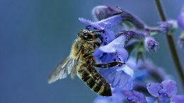 Nasce a Racconigi un’oasi per api e impollinatori