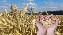 Agroalimentare: grano e mais a nuovi picchi, ma i consumatori pagheranno caro