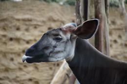 L’okapi, il misterioso “parente” della giraffa che abita le foreste del Congo