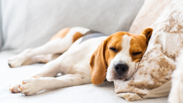 Sogni a quattro zampe: come i cani rivivono i momenti più felici con i loro proprietari