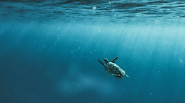 Pesca sostenibile, biodiversità e innovazione: così MSC difende la vita negli oceani