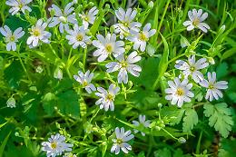 Estate in giardino: ecco tutte le piante e i fiori da piantare a Giugno