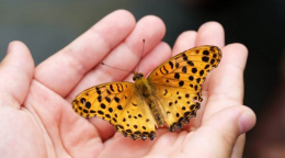 Diventa cercatore di farfalle al Giardino Botanico Rea: un pomeriggio di natura e citizen science a Trana