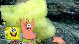 Scoperta nelle profondità dell'Atlantico: SpongeBob e Patrick… ma la realtà è un po' più cruda