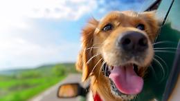 Estate e animali domestici: la Regione Piemonte contro l’abbandono