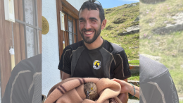 Giovane falco pecchiaiolo soccorso nel Parco Nazionale Gran Paradiso