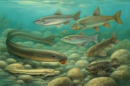 La sfida della conservazione: il progetto Life Minnow e la tutela della biodiversità ittica nelle acque del Po