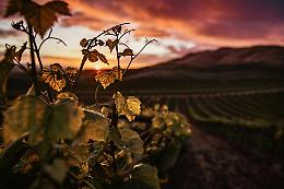 Il vino sta cambiando gusto: l’allarme del clima che sconvolge cantine e consumatori
