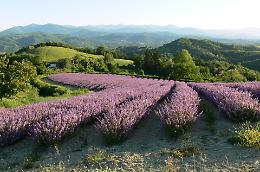 La fioritura della lavanda a Sale San Giovanni: un incanto da proteggere
