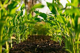 Chloe: la startup che coltiva il futuro agricolo 