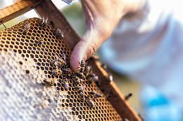 Il Piemonte investe nell'apicoltura: 1,9 milioni di euro per un settore in crescita
