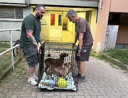 Nichelino, due cani soli da 15 giorni senz’acqua né cibo: salvati in extremis da un appartamento distrutto