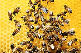 La transumanza delle api nelle valli piemontesi è in pericolo