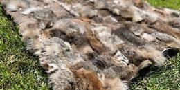 Scandalo a Melbourne: gilet per bambini realizzati con pelliccia di gatto sugli scaffali