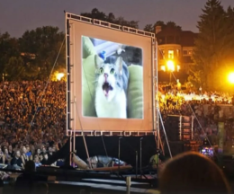A New York esiste un "Festival dei gatti", su uno schermo vengono riprodotti video di gattini