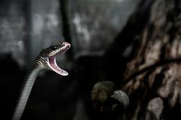Morso di vipera in Trentino: turista salvato, ecco cosa fare (e cosa evitare) in caso di emergenza