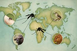 Zanzare e preferenze alimentari: una mappa globale rivela le abitudini delle principali specie