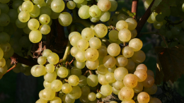"Di Gavi in Gavi": un mese di celebrazione per il grande bianco piemontese