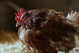 È nato prima l’uovo o la gallina? La scienza risponde (forse)