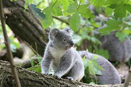 Feci materne come superfood: il trucco evolutivo dei koala
