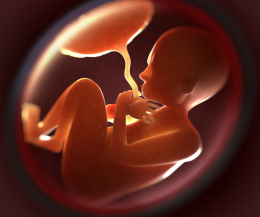 Se il nostro cervello dipendesse dalla placenta? Ecco cosa dice la scienza