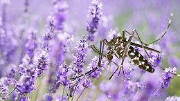 Addio zanzare con la lavanda: il trucco naturale (e profumato) per proteggere casa e giardino