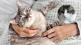 I gatti sanno quando stai per morire, la storia di Oscar ne è la prova