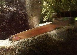 Canada: trovato un pesce invasivo che sopravvive anche fuori dall'acqua