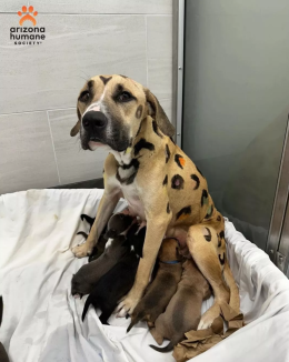 Rainbow Brite, la pit bull dipinta da leopardo e salvata sotto il sole cocente dell’Arizona
