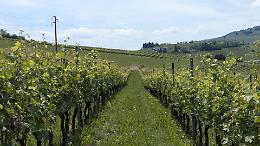 La vendemmia quest'anno arriva in anticipo: piogge e malattie fungine preoccupano ma non minacciano la resa